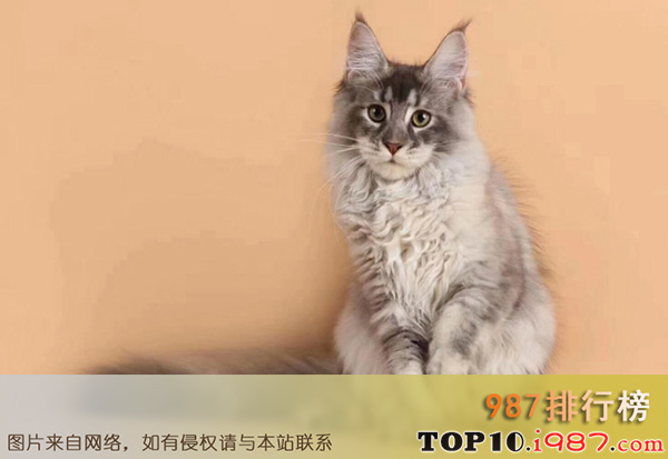 十大世界最漂亮的猫之缅因猫
