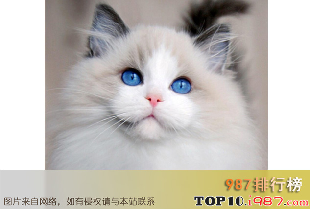世界十大最漂亮的猫之布偶猫