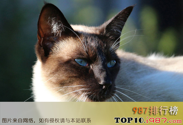 十大世界最漂亮的猫之暹罗猫