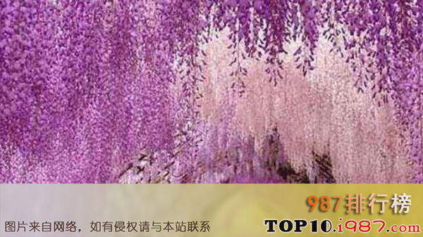 十大人生必去的绝美景点推荐之日本-紫藤花隧道