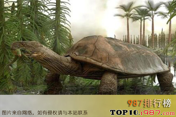 十大灭绝恐怖动物名单之碳龟