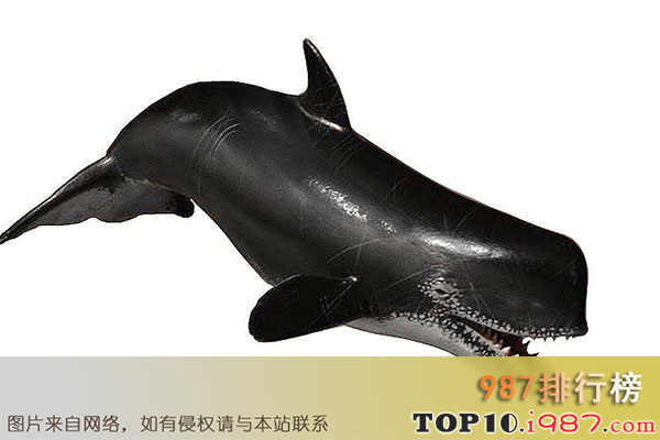 十大灭绝恐怖动物名单之梅尔维尔鲸