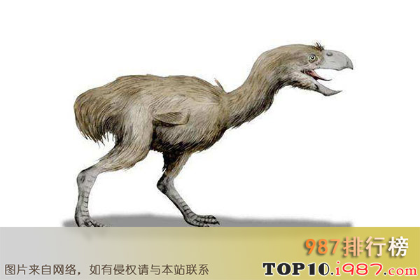 十大灭绝的可怕生物之恐鸟