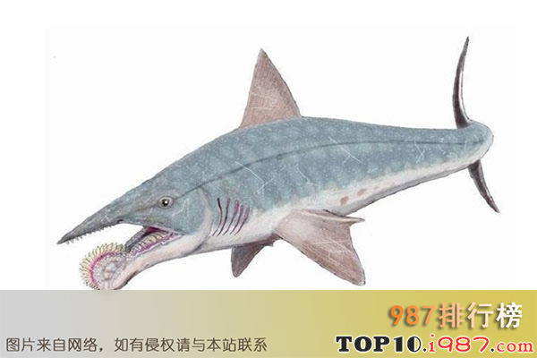 十大灭绝的可怕生物之旋齿鲨