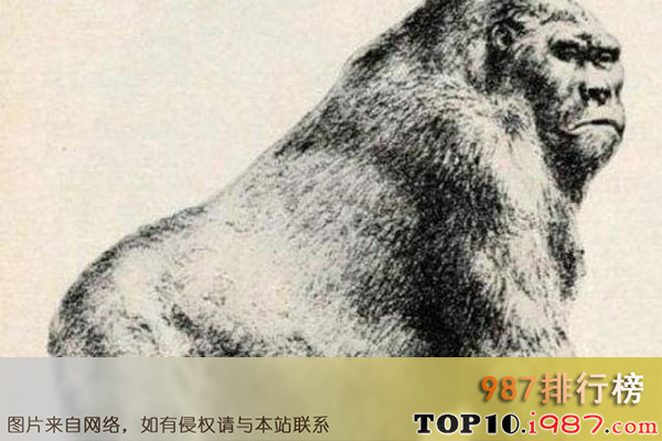 十大灭绝的可怕生物之巨猿