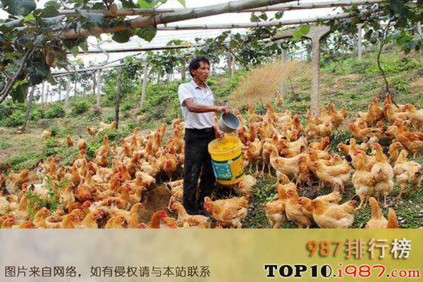 十大最不起眼的冷门行业之土鸡养殖业