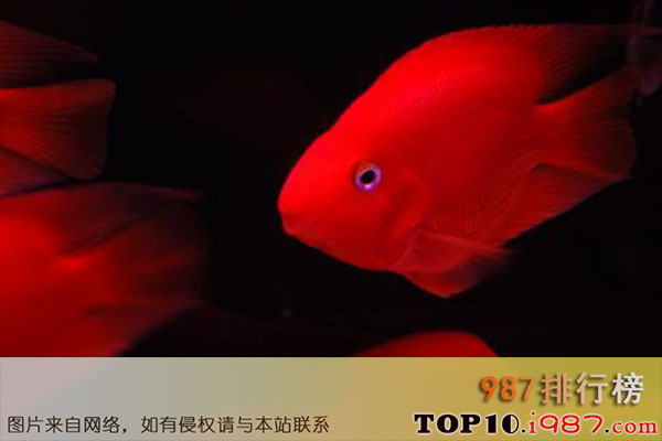 十大最贵的观赏鱼之血红鱼