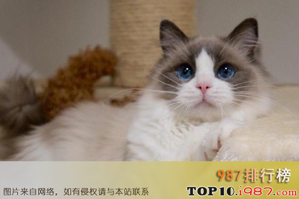 世界十大最美猫咪之布偶猫
