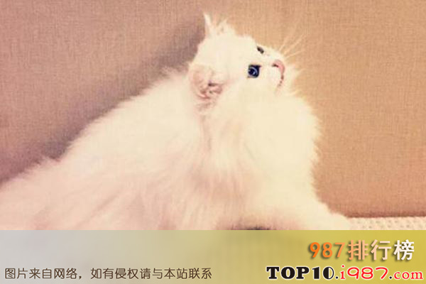 十大世界最美猫咪之金吉拉猫