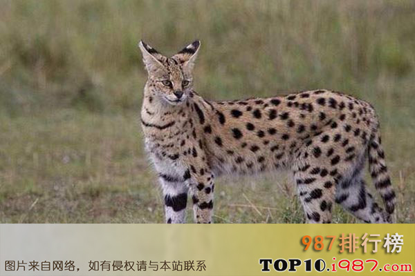 十大世界最美猫咪之孟加拉豹猫