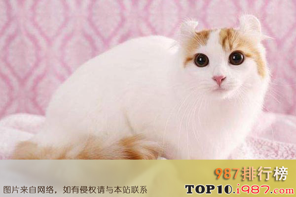 十大世界最美猫咪之美国卷耳猫