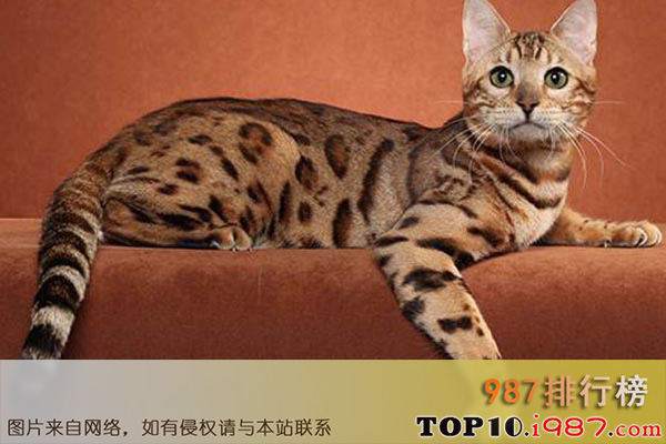十大世界最美猫咪之奧西猫