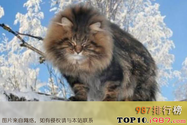 十大世界最美猫咪之西伯利亚森林猫