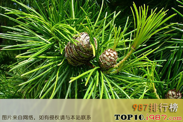 十大世界园林树木之日本金松