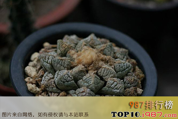 十大世界上名贵多肉植物之龟甲牡丹