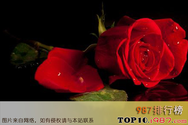 十大世界爱情花语之红玫瑰