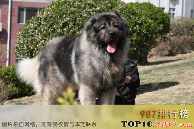 十大世界凶猛的护卫犬之俄罗斯高加索