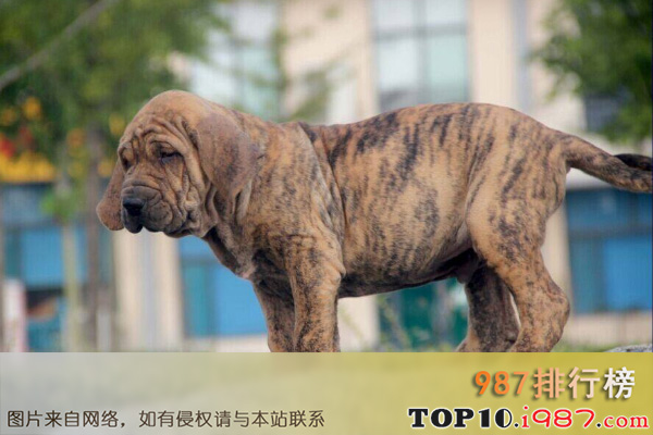 世界凶猛的十大护卫犬之巴西非勒