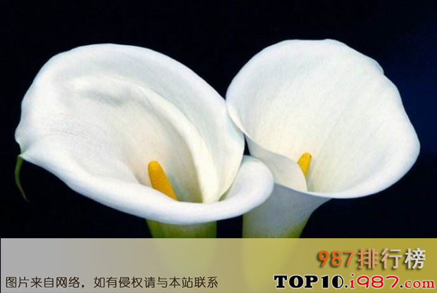 十大世界最美的花之马蹄莲