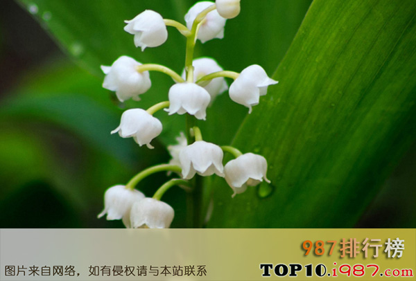 十大世界最美的花之铃兰