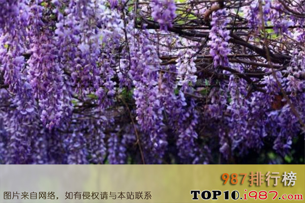 十大世界凄美的花之紫藤