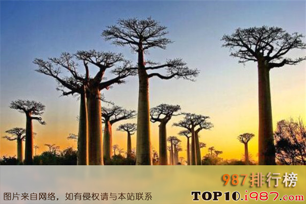 十大世界最神奇的植物之猴面包树