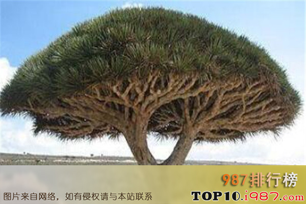 世界十大最神奇的植物之龙血树