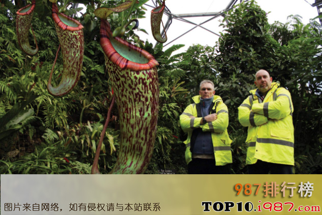 十大世界上濒临灭绝的植物之巨型猪笼草