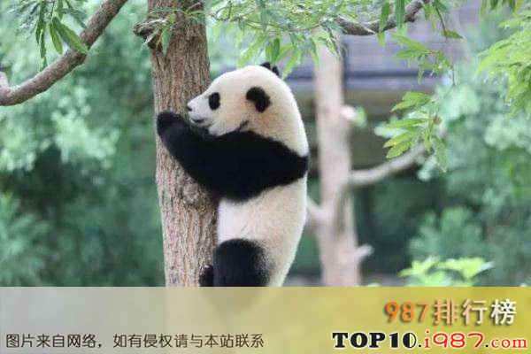 十大世界最受欢迎动物之大熊猫
