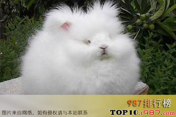 十大世界最受欢迎动物之安哥拉兔