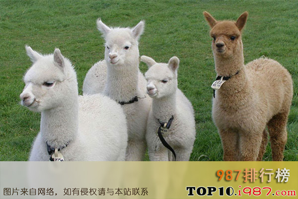 十大世界最受欢迎动物之羊驼