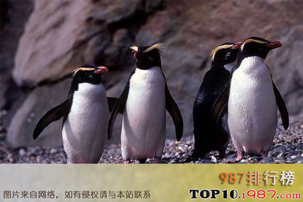 十大世界最受欢迎动物之企鹅