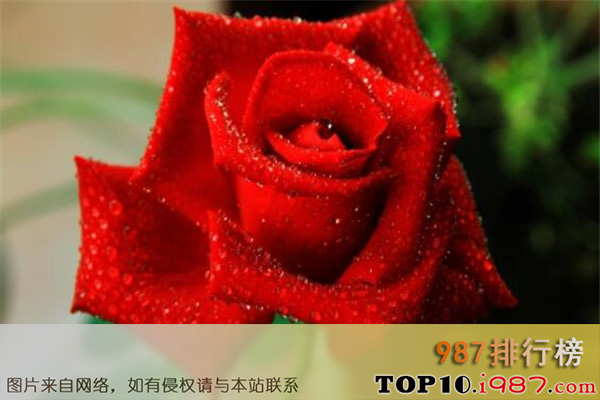 世界最美的十大名花之玫瑰