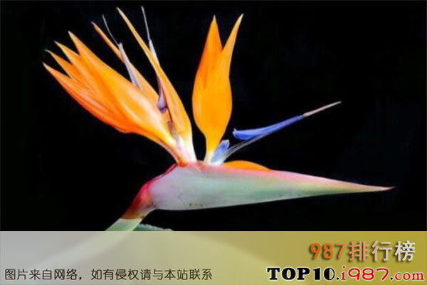 十大世界最美的名花之天堂鸟