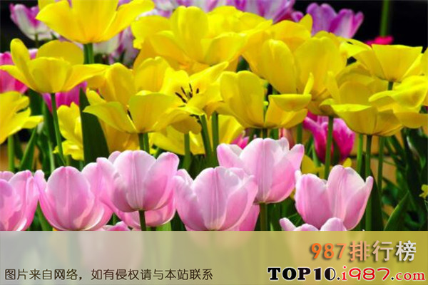 世界最美的十大名花之郁金香