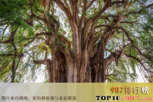十大世界怪树之梧莱米松树