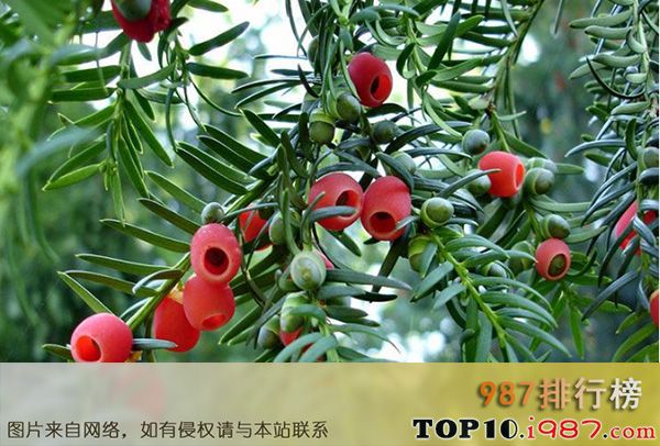 十大世界抗癌植物之红豆杉