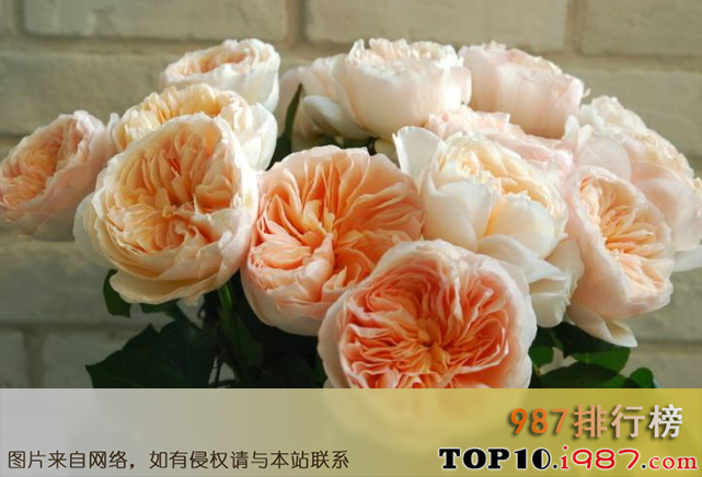 十大世界最昂贵的花之朱丽叶玫瑰
