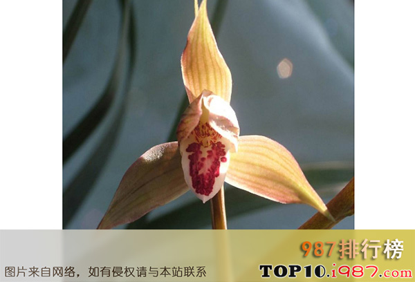 十大世界最昂贵的花之黄金兰花