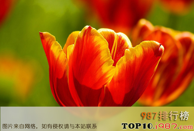 十大世界最昂贵的花之郁金香