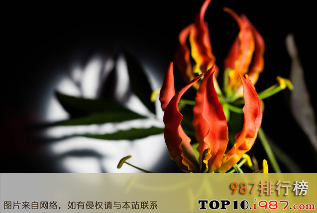 十大世界最昂贵的花之嘉兰百合