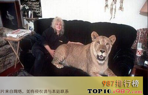 世界最怪十大宠物之狮子