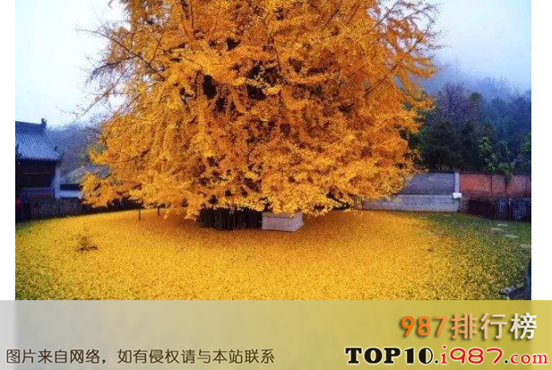 十大世界最漂亮的树之西安古寺银杏树