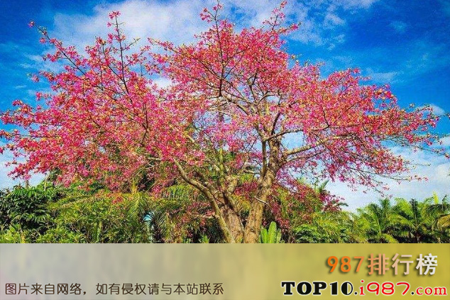 十大世界最漂亮的树之塞拉利昂弗里敦木棉树