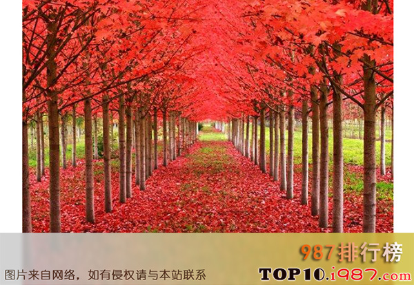 十大世界最漂亮的树之日本槭树