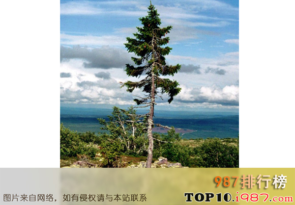十大世界最漂亮的树之oldtjikko