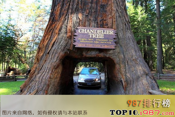 十大世界著名隧道之美国红杉树隧道