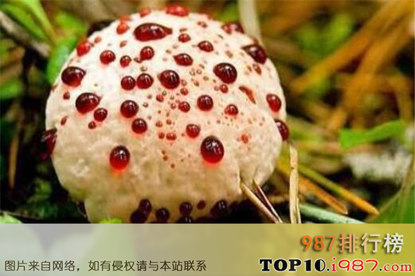 十大世界最奇特且最毒的蘑菇之血齿菌