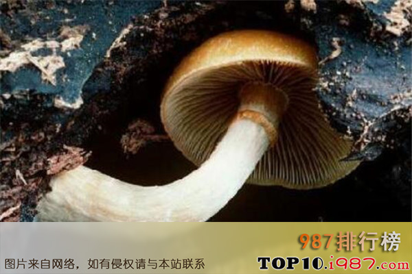 十大世界最奇特且最毒的蘑菇之纹缘盔孢伞