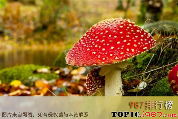 十大世界最奇特且最毒的蘑菇之伞形毒菌